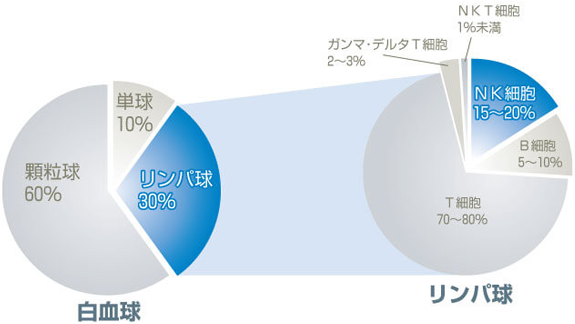 NK細胞